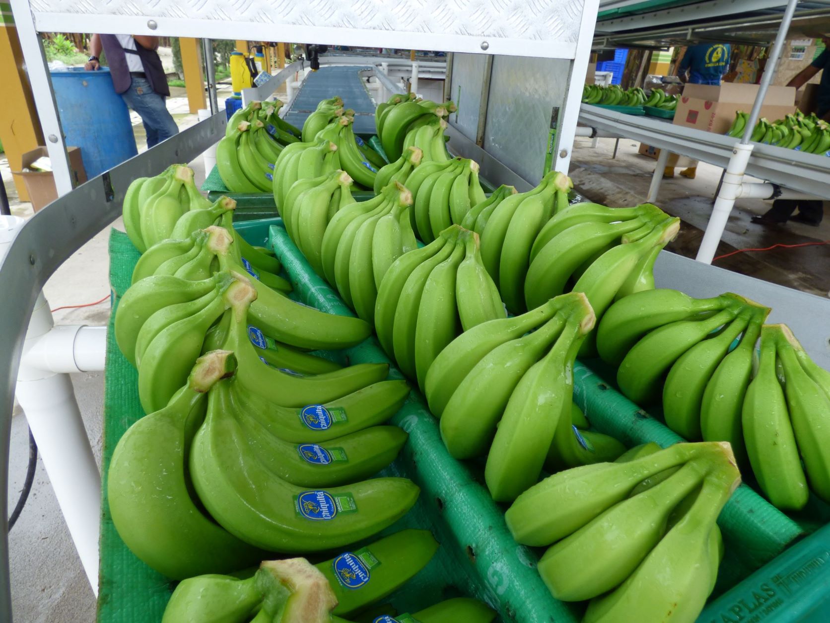 Ecuador Export M S De Millones De Cajas De Banano De Enero A Mayo