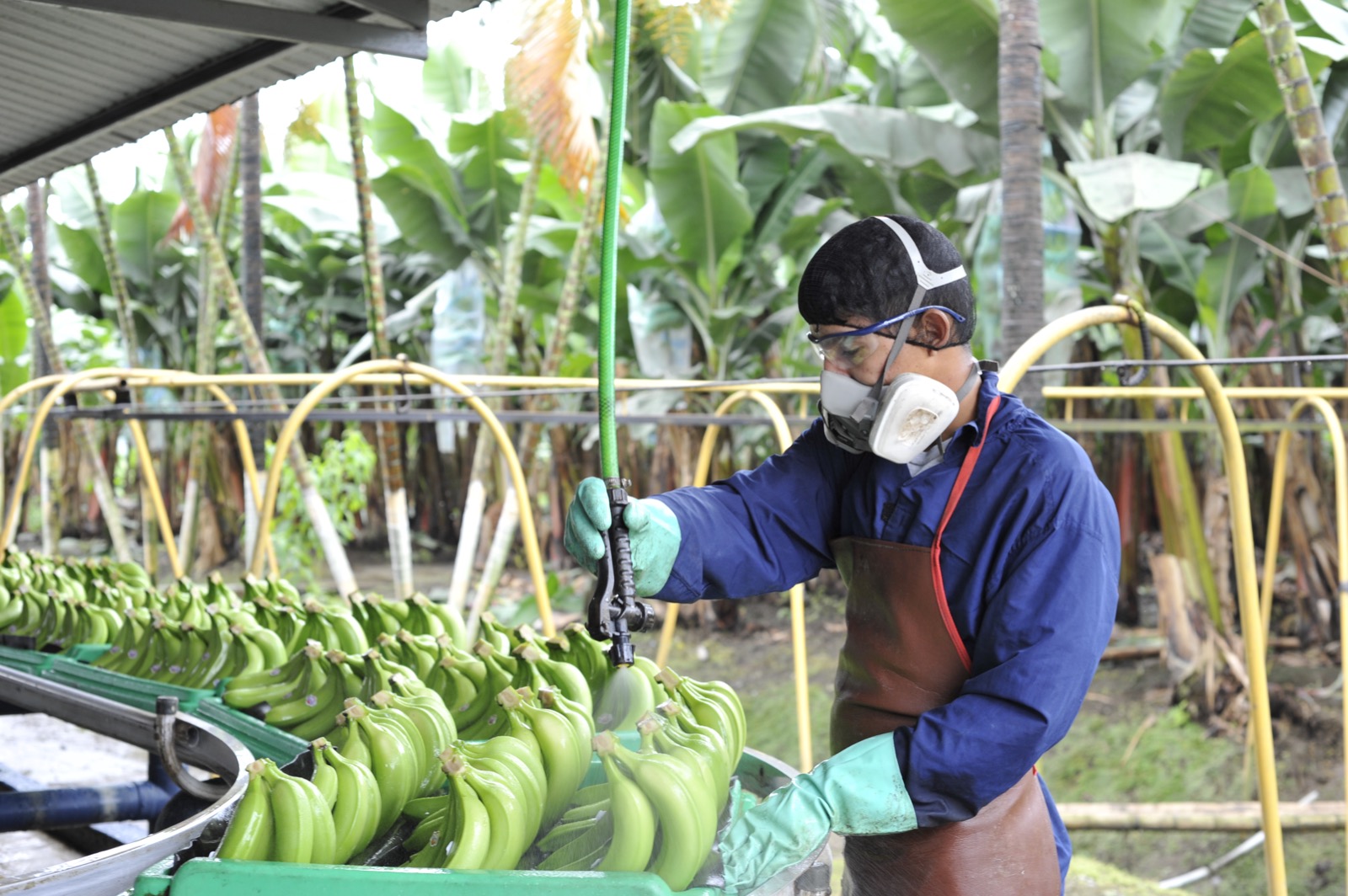 Las Exportaciones De Banano Mantienen La Tendencia Positiva En 2023 ...