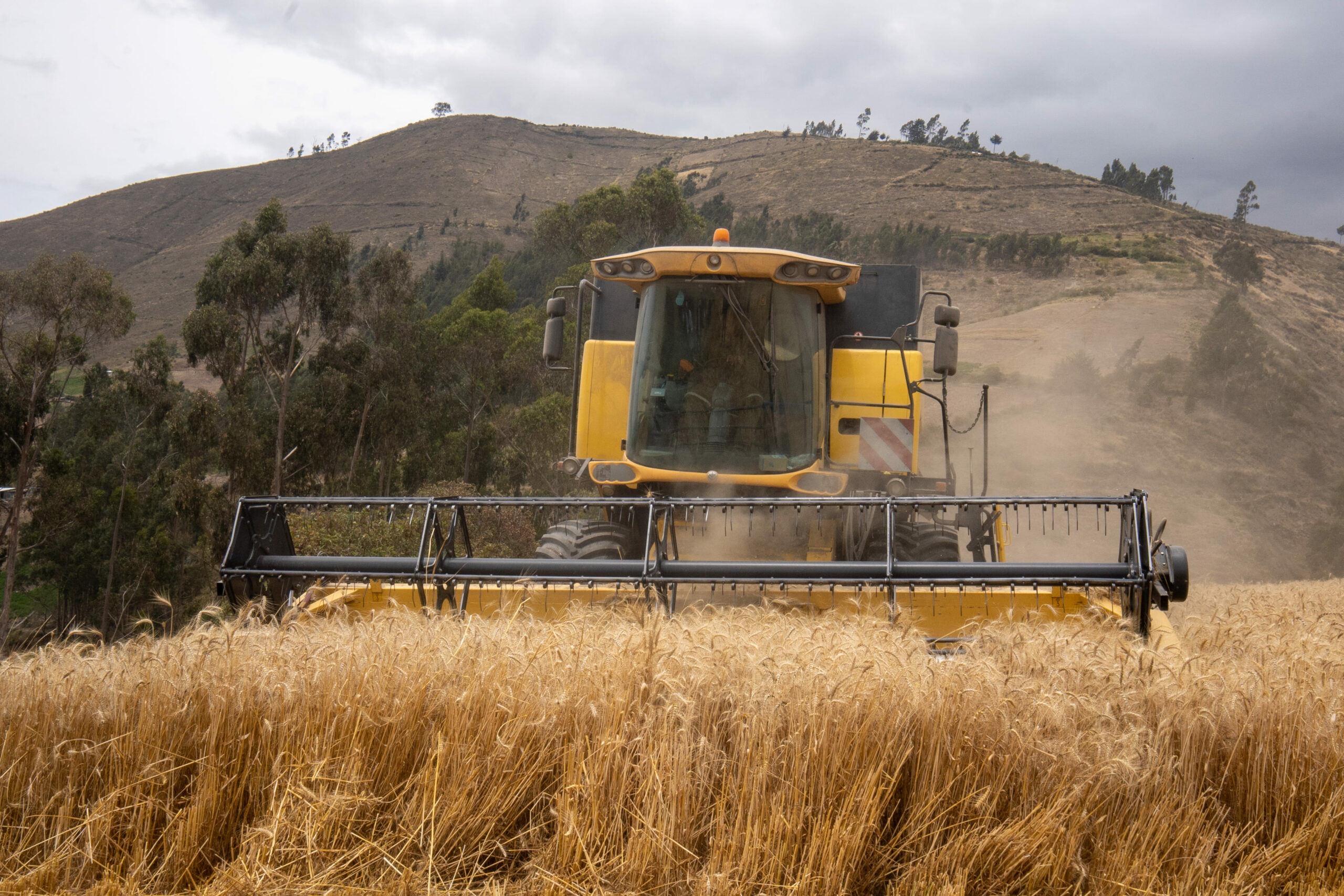 Iniciativa Privada Incentiva La Producción De Trigo Nacional Tierra Y Mar 0712