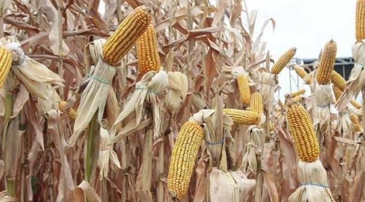 La comercialización de maíz comenzó en la cosecha de este año con el precio oficial de $16,50 por quintal seco y limpio.