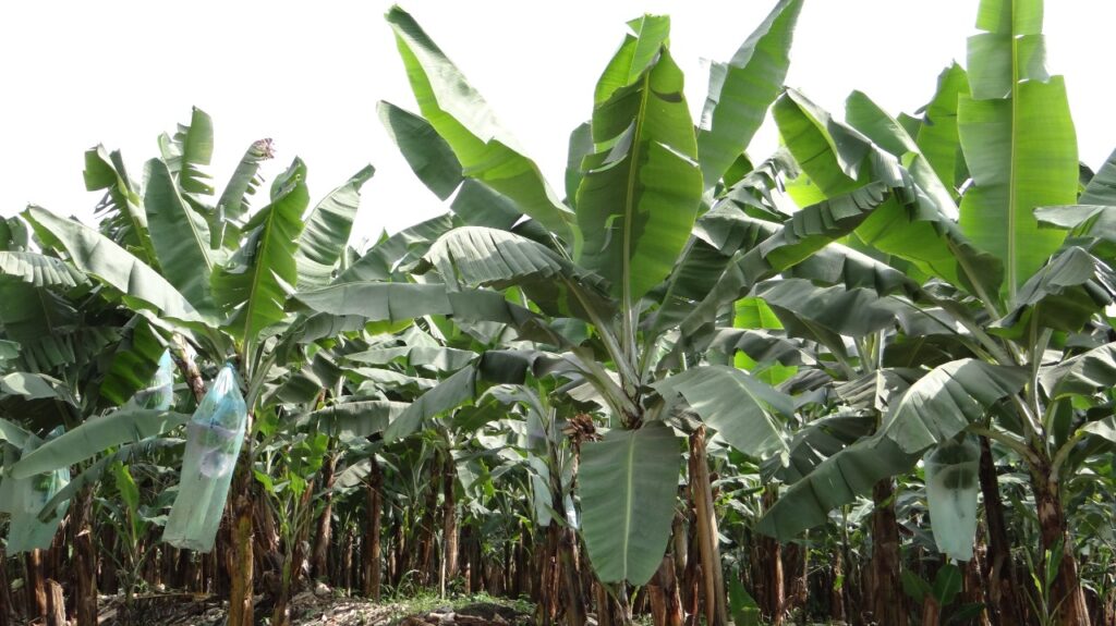 Plantaciones bananeras inspeccionadas para determinar la presencia de la bacteria Moko.