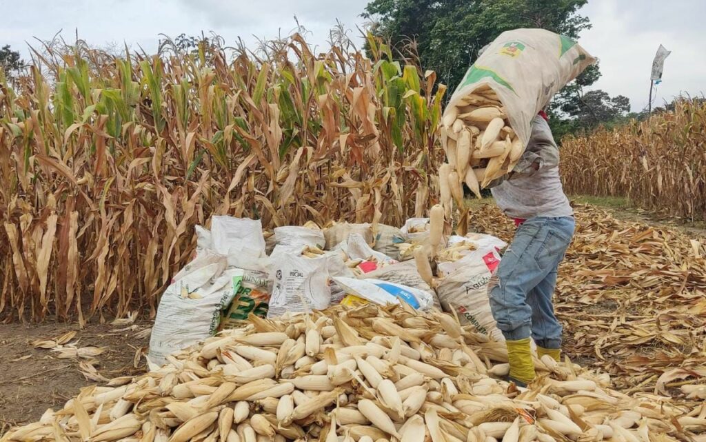 Los agricultores son el eslabón principal para garantizar la seguridad alimentaria del país.