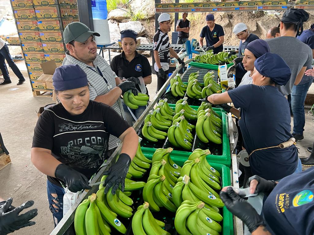 Estados Unidos es el cuarto destino de las exportaciones de banano ecuatoriano con el 11,78% de participación.