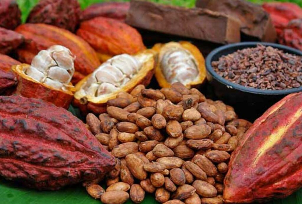 cacao nacional